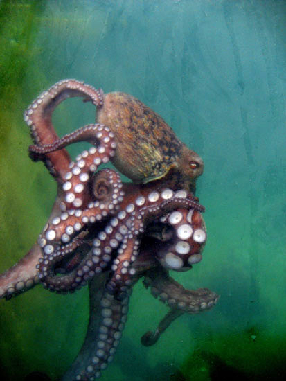 Octopus, La Coruna